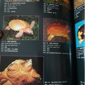 《365天动物趣事 世界鸟类图鉴》5本PDF格式动物相关类电子书